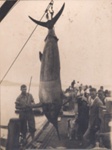 Photo: Angler with gamefish, on (?) Russell wharf ; 97/630