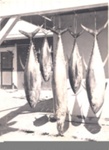 Photo: Four tuna and one barracuda, venue unknown.; 97/660