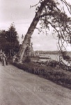 Photo: cutting of last pine on waterfront, by the Gables, before road sealing. ; 93/46/5 Photo: cutting of last pine on waterfront, by the Gables, before road sealing. ; 93/46/5