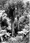 Photo: Kauri and NZ native bush; 07/16