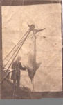 Photo: Gamefish on crane at Russell wharf; 97/627