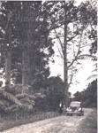 Photo: Car, woman and boy on bush road by kauri; 01/142