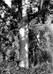 Photo: Kauri surrounded by NZ tree ferns; 07/14