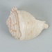 Mollusc shell: Cask shell, Tonna tankervillii; Frances Shakespear; 2015.232.111