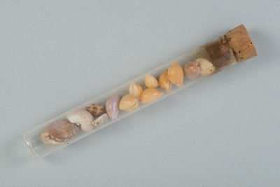 Glass vial with cork stopper containing ten cowries and three spindle shells; Frances Shakespear; 2015.232.135