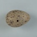 Bird egg: Red-billed gull, Tarāpunga, Larus novaehollandiae; Frances Shakespear; 2015.232.149