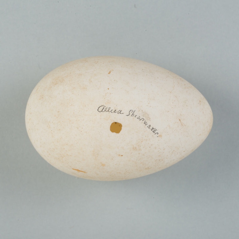Bird egg: Little shearwater, Puffinus assimilis; Frances Shakespear ...