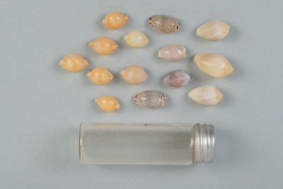 Glass vial and metal lid with fourteen cowries and spindle shells; Frances Shakespear; 2015.232.134