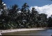 Slide: Beach with palm trees; Sybil Dunn; Keith Dunn; 2013.264.202