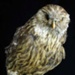 Mounted Laughing Owl (Whekau) Specimen; Sceloglaux albifacies; 2002/214.02