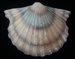 Wall vase - scallop shell; Sherwood Pottery; 1951-1957; 2017.27.30