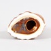 Ornament; Studio Ceramics NZ Ltd; 2017.1.259