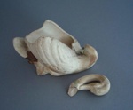Swan fragments - bisque; Crown Lynn Potteries Limited; 1945-1979; 2009.1.2044.1-2