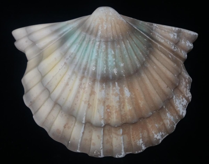 Wall vase - scallop shell; Sherwood Pottery; 1951-1957; 2017.27.30