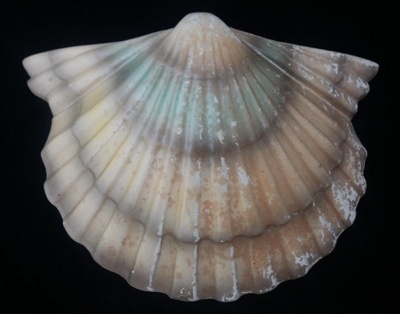 Wall vase - scallop shell; Sherwood Pottery; 1951-1957; 2017.27.30
