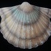 Wall vase - scallop shell; Sherwood Pottery; 1951-1957; 2017.27.30
