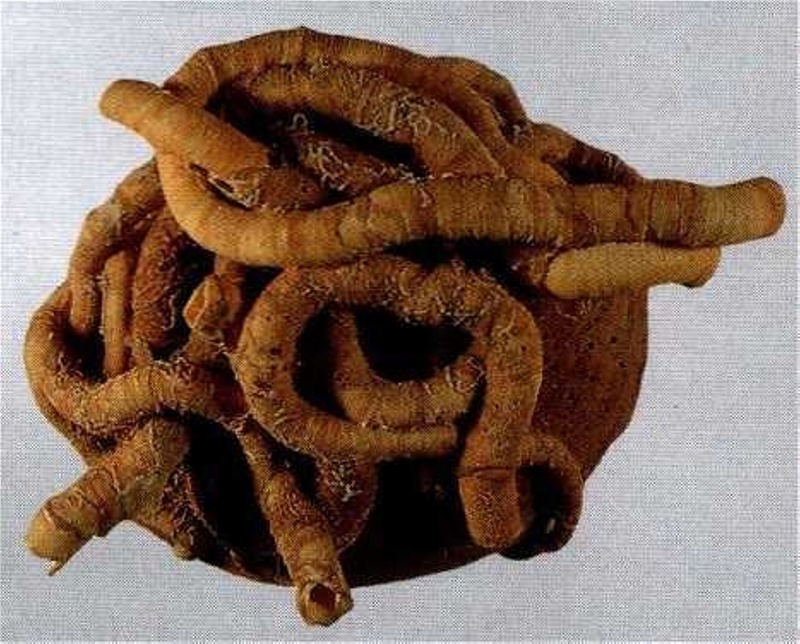 Vermetus bognorieusis (Fossil); 2005.1003 | eHive