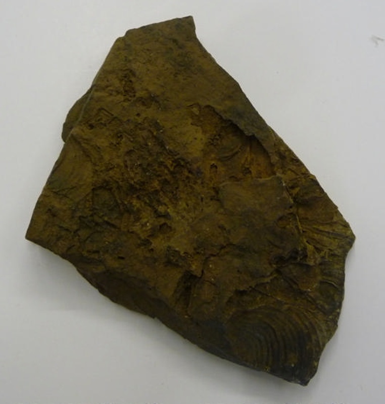 Collection of 10 fossils; Annenkov Island, South SGHT.2009.26