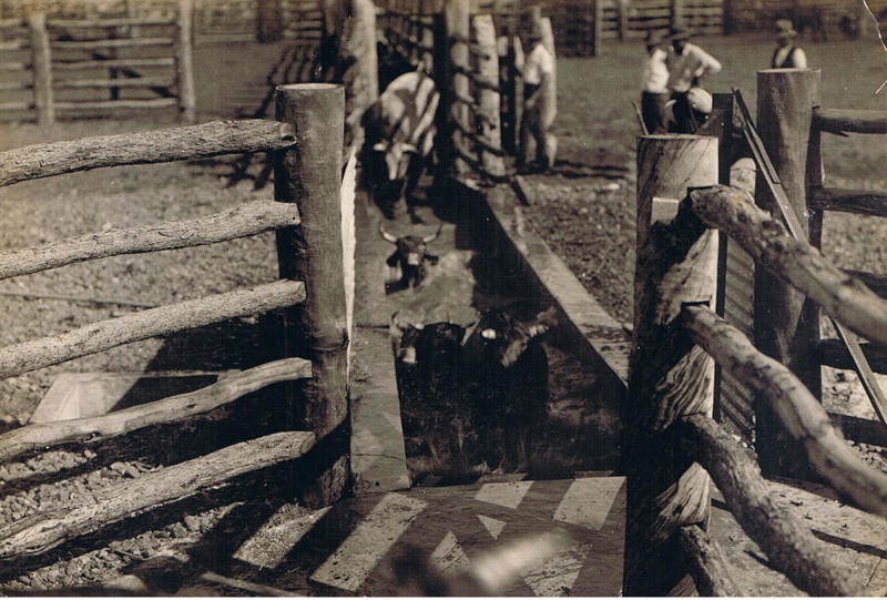 Cattle Dip ; 7751 eHive