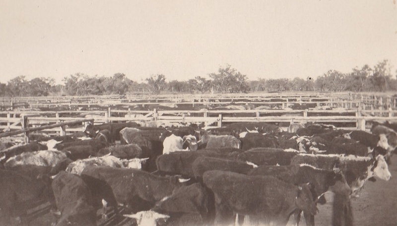 Photograph - Cattle in cattleyards on Evesham watering reserve? ; c ...