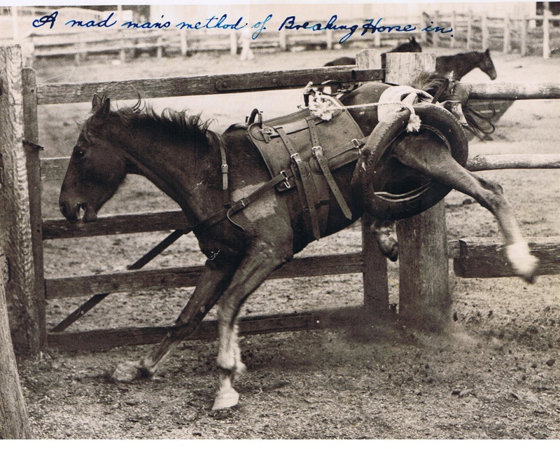 Breaking a horse in the wrong way!; 7157 eHive