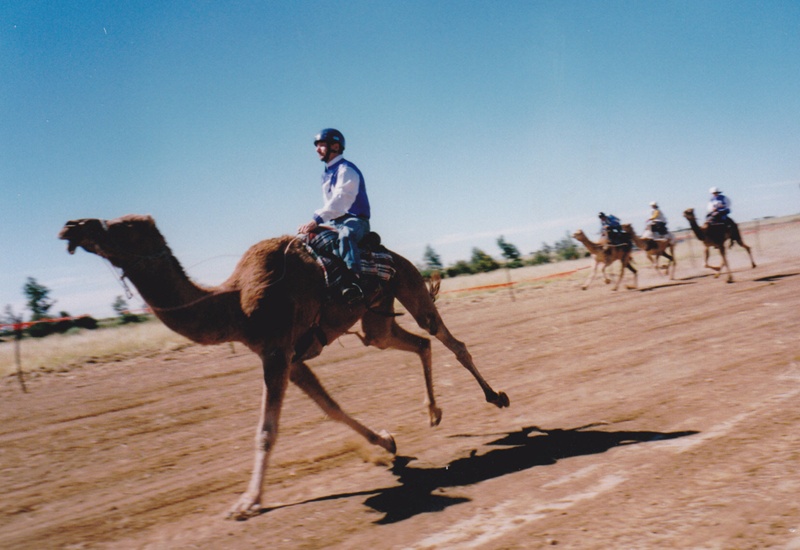 Photograph - Camels with riders racing at Outback Muster.; c 1990 ...