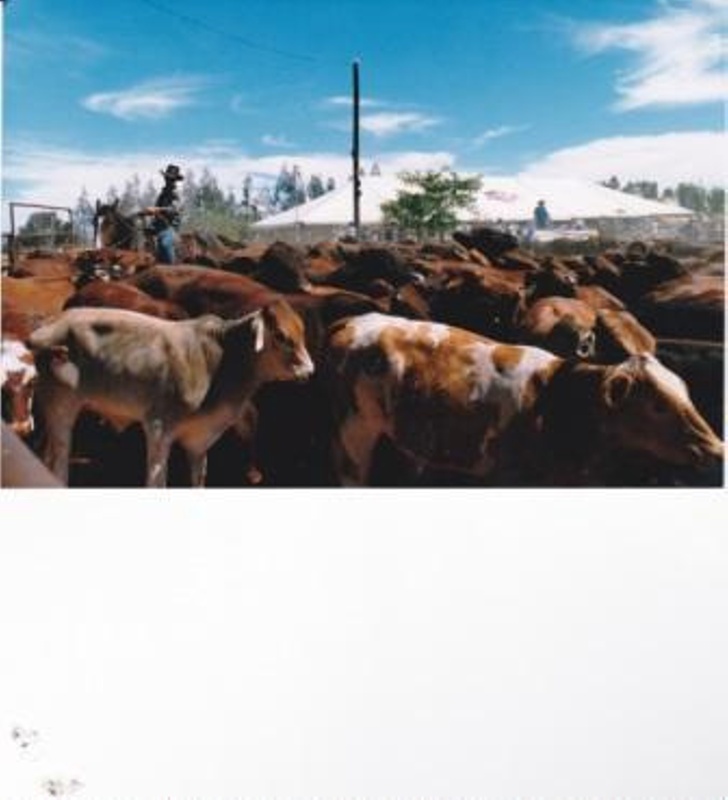 Australian Stockmans Hall of Fame, 10th Anniversary Celebrations, Rodeo ...