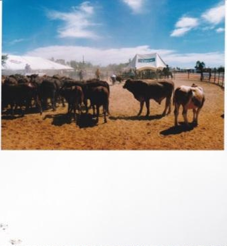 Australian Stockmans Hall of Fame, 10th Anniversary Celebrations, Rodeo ...