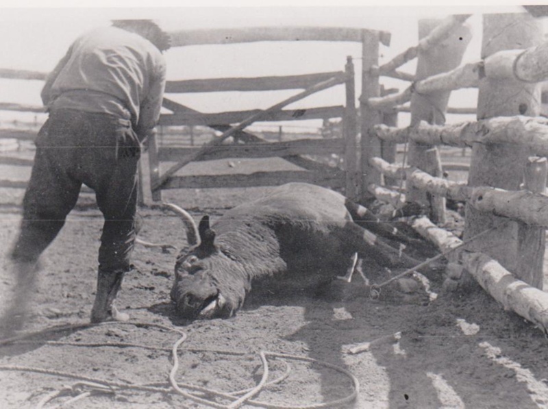 Scrub Cattle, Mayne River, Mt Windsor Station, ; 10804 | eHive