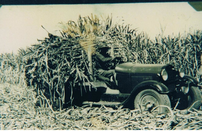 Photograph - Hauling cane to the rail. ; Guinness, A; c 1930; 7296 | eHive