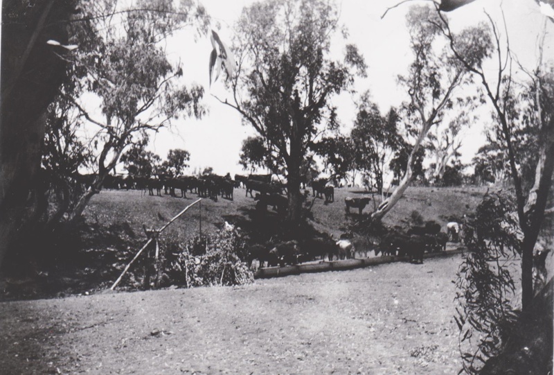 Photograph - Cattle at water trough. ; c 1950?; 20435 | eHive