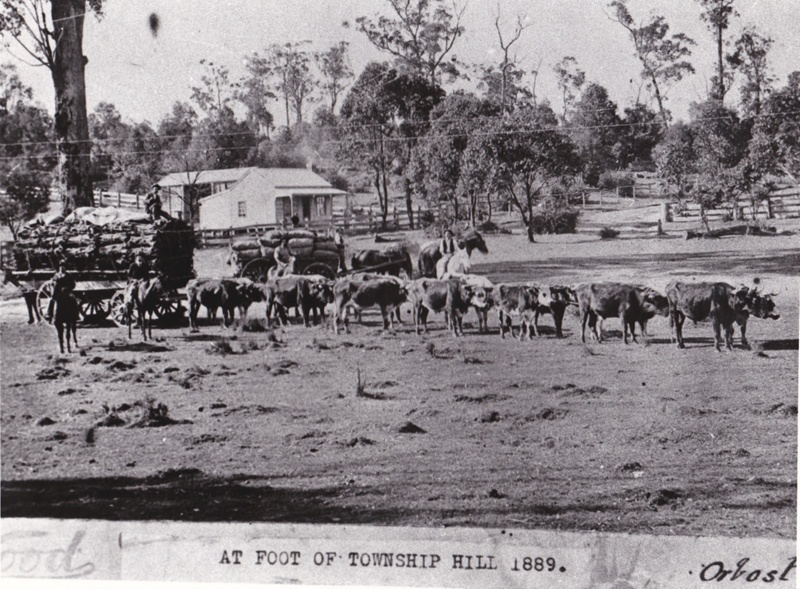 B&W photograph of bullock team hauling wattle bark at Township Hill ...