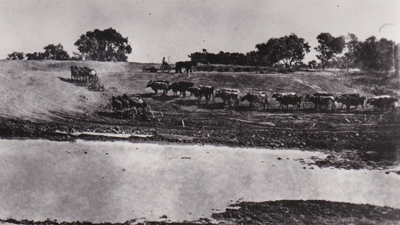 Photograph - Bullock team and Horse Drawn Scoops; c1930s; 16862 | eHive