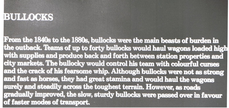 Photograph - Museum Title headed 'Bullocks'.; 8975 | eHive