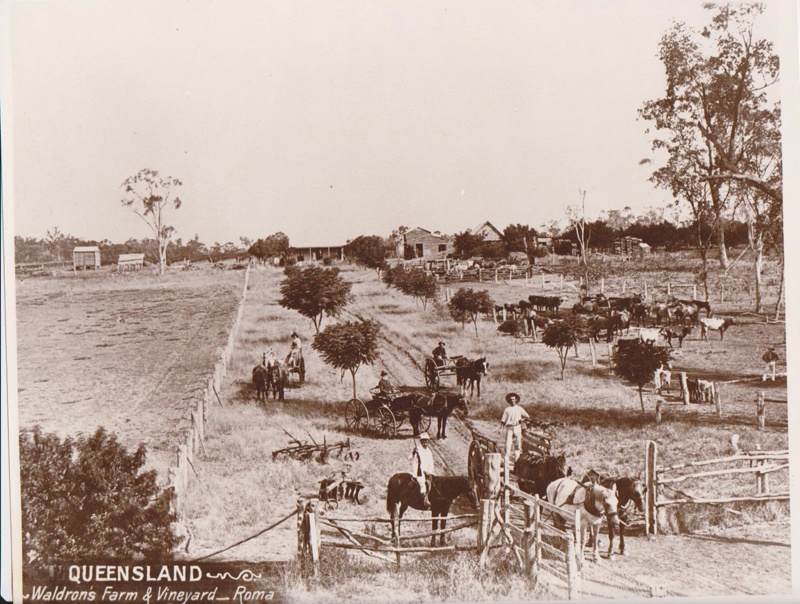 Photograph Waldron's Farm & Vineyard Roma; 1898; 10363 eHive
