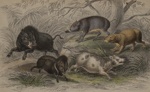 Untitled [Wild boar]; Stewart, James; 1857; 1976:0012:0002