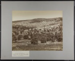 Vue générale de Hebron, Palestine; Bonfils, Félix; c.a. 1880; 1977:0022:0002