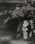 Untitled [Flowers]; Keiper, Elisabeth; ca. 1940s; 1978:0117:0014