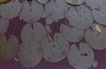 Untitled [Lily pads]; Geller, Beatrice R.; ca. 1977; 2011:0018:0008