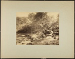 Watersmeet, The Two Streams; Bedford, Francis; ca. 1880; 1979:0104:0001