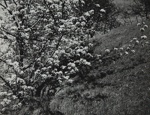 Untitled [Bush]; Keiper, Elisabeth; ca. 1940s; 1978:0117:0006