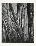 [Untitled, abstraction of a natural form]; Wells, Alice; ca. 1965; 1972:0287:0230
