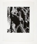 Olive Tree, Corfu; Siskind, Aaron; 1970; 1973:0049:0001