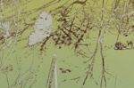 Untitled [Trees]; Lyons, Joan; 1973; 1979:0049:0002