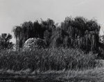 Untitled [Willow tree]; Baz, Douglas; 1970; 1972:0267:0001