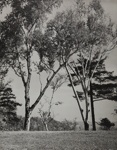 Birches; Genesee Camera Club; undated; 1978:0115:0010
