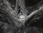 Split Tree With Rocks; DiBiase, Michael; 1967; 1982:0092:0001