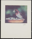 Purple Finch; Enos, Franklin; ca. early 1970s; 1976:0001:0002