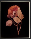 XIV. ROSE (Rosa damascena); Frampton, Hollis; 1982; 1986:0018:0016