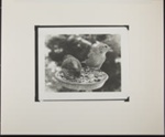 Untitled [Birds standing in feeder.]; Enos, Franklin; March 31, 1972; 1972:0072:0001